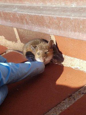 House mouse soaking up the sunlight