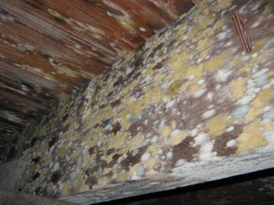 Attic Mold Removal