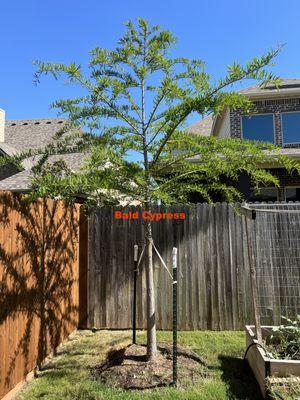 I trimmed the limbs that were below the top of the fence line.