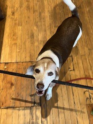 Happy dog with the giant jerky sold at 4 legs