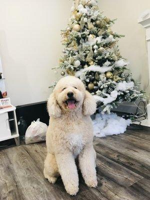 My Oscar so happy after haircut