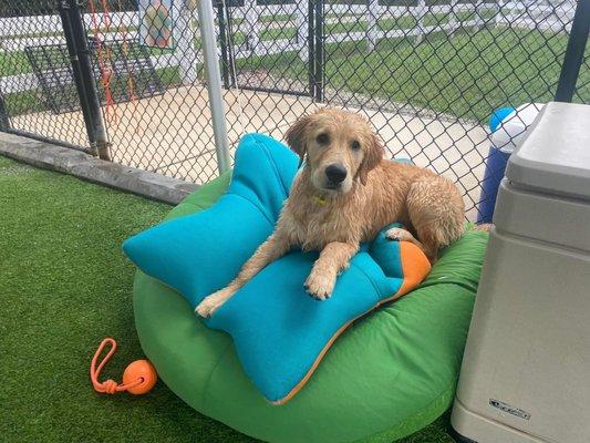 Swim day at Best Friends Bed and biscuit