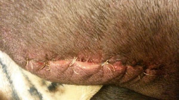 Horrible stitch job that was done to our dog that resulted in hernia repairs and other expenses.