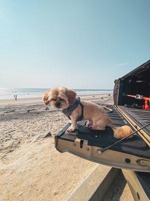 Torrey Pines State Beach