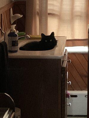 Kimmie sitting in the sink!