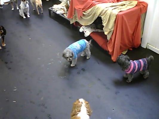 They made a cozy tent out o a raised bed for the girls to snuggle in and observe their new friends.