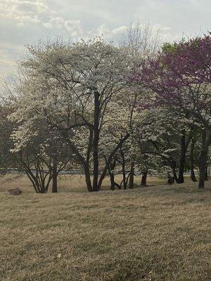 Dogwoods and Redbuds in bloom