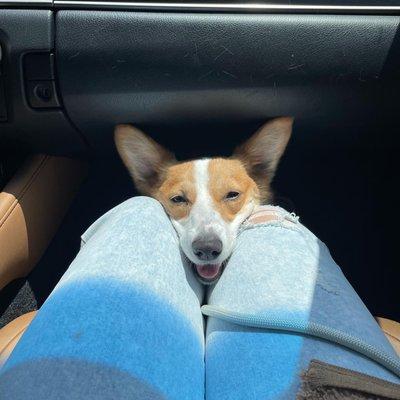 my corgi very happy and relaxed after grooming