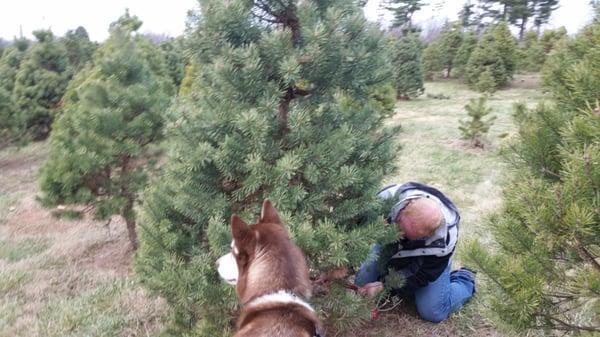 Cut your own down (they have saws you can use)