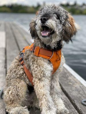 Leo loves his green lake walks.