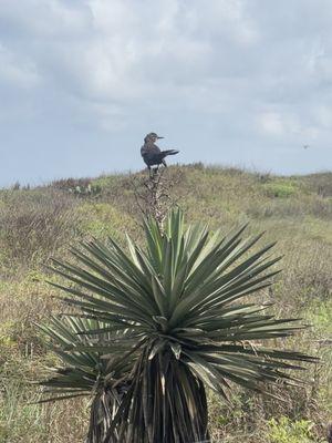 Bird and dune views easily seen from the deck