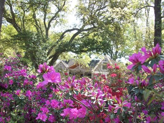 Azaleas Mckay Healing Arts