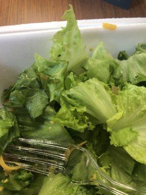 Bug on lettuce