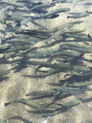 Fish Springs Hatchery