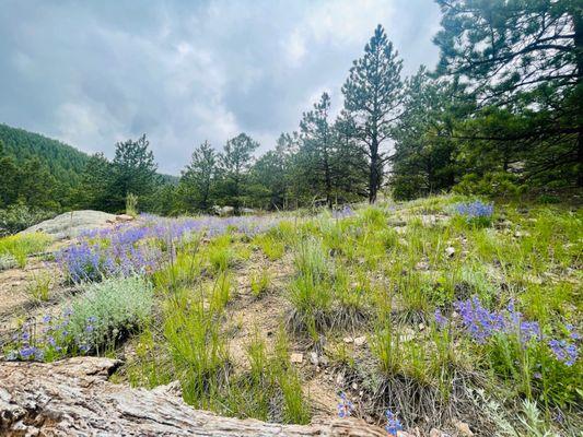 Wildflowers on trail