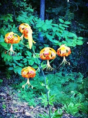 A flower essence study of tiger lilies, in bloom along the roadsides due to all of this lovely rain!