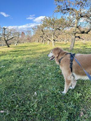 Obstbaum Orchards