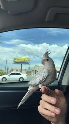 Our 4 month old female white and taupe cockatiel.