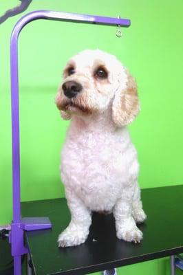 My cockapoo after a quick bath at Hair of the Dog Salon.