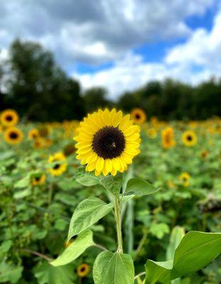 Sunflower - such a beauty.