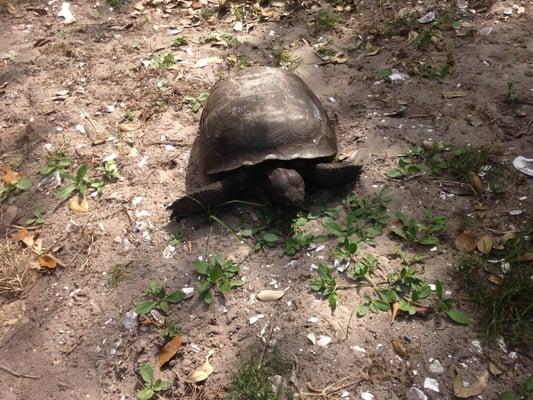 gopher turtles on cabbage caye , you will love the cheese bergers.