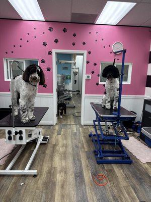 Fluff City Pet Spa