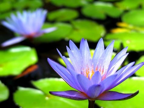 Tropical water lilies love this heat!