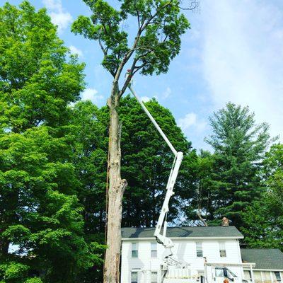 Large sugar maple removal