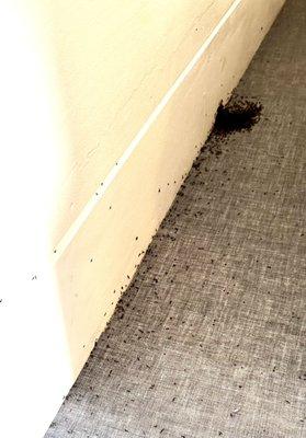 This is a photo at 8am. Ants along the wall and in the bed. By 9am, you could not see the white paint on the wall--the ants COVERED IT!