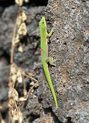 Friends on the beach: Gold Dust Day Gecko