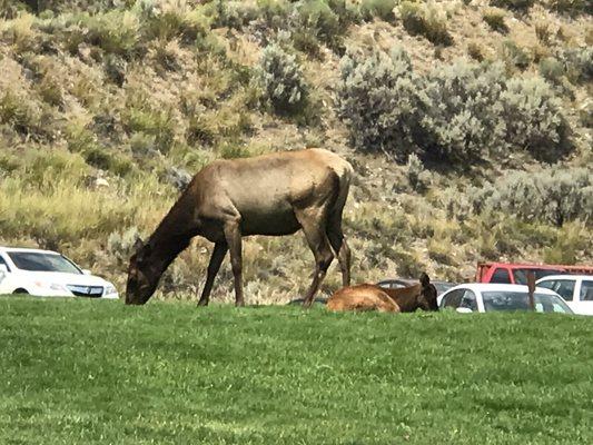 Mama elk and young