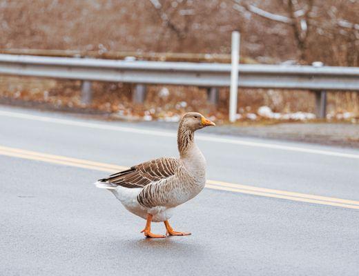 Greylag Goose