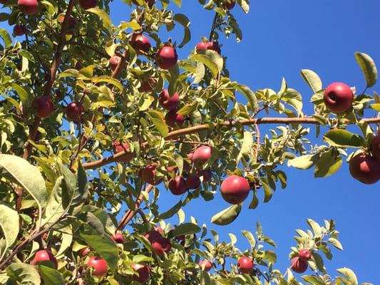 Beautiful apples fresh for picking! The trees are colored labeled so you know what apple you're picking