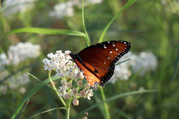 Monarch Butterfly - we are a designated Monarch Waystation with butterfly gardens thanks mostly to plants donated by Desert Botanical Garden