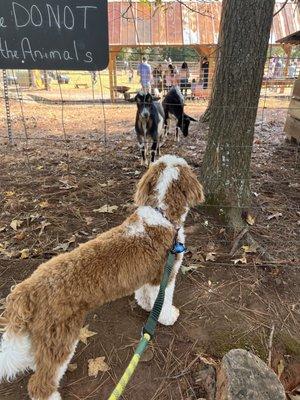 Bodhi looking at a donkey