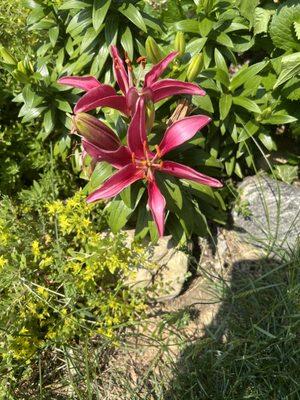 Lilly's not from Varner's, from my flowerbeds.