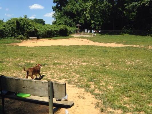 Saturday afternoon and only three dogs here! So nice!