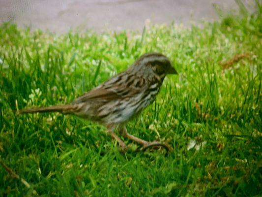 Female Grosbeak