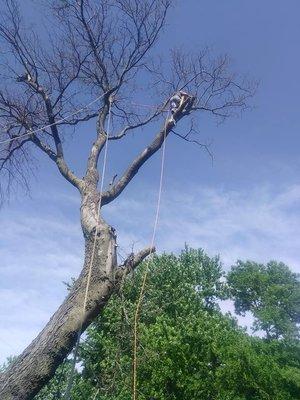 Removeing large hickory from over a power lines