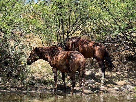 Wild Horses