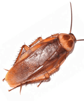 American Roach! Extremely common in Houston because of the ideal temperatures, humidity and damp habitat. ~Call Now For A Pest Consultation!