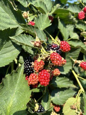 Blackberry picking