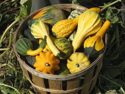 Decorative gourds