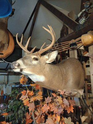 Mid Michigan Taxidermy