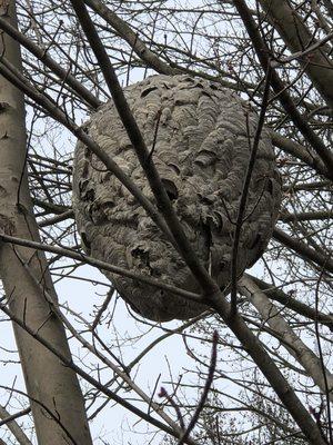 Hornets nest