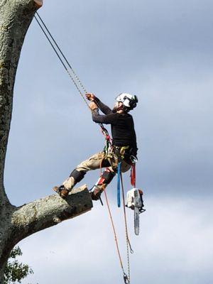 Gordon Pro Tree Service