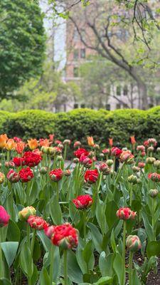 Flower colors