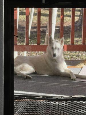 My Ivy enjoying the covered deck