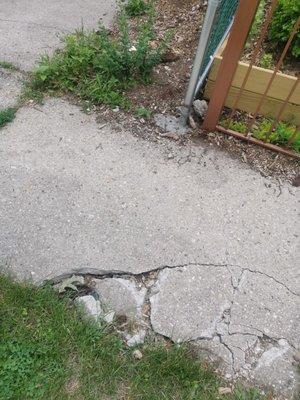 Damage sidewalk from tree removal