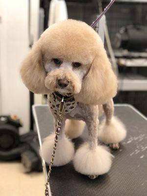 Poodle with pom poms